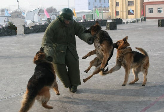 狼人犬具警犬训练装备