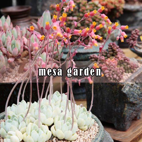mesa garden