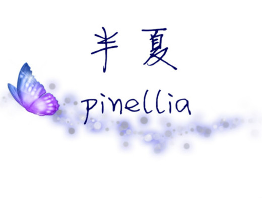 半夏pinellia直销店