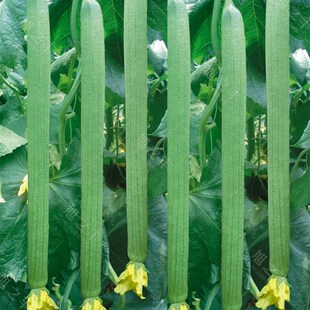 高产丝瓜种子早熟长丝瓜四季庭院菜园阳台盆栽春季夏季蔬菜种籽孑