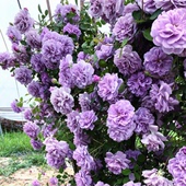 开花蔷薇盆栽蓝紫色蔷薇花苗 爬藤植物蓝阴雨阳台庭院玫瑰浓香四季