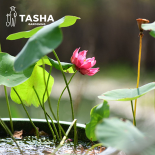 塔莎的花园 碗莲中大型水培植物四季室内花卉盆栽莲花荷花水生