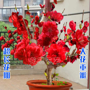 浓香型耐热耐寒四季梅花腊梅红梅室内外盆栽好养易活南方北方种植