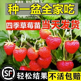 奶油草莓苗盆栽带盆带土室内庭院可食用红颜四季结果阳台种植新苗