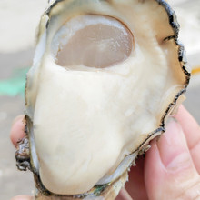 包邮 新鲜海蛎子特大牡蛎广东海鲜贝类 湛江生蚝鲜活10斤顺丰