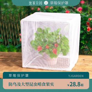 植物防虫罩阳台草莓保护罩防鸟纱网透气多肉果蔬防虫防护网罩专用