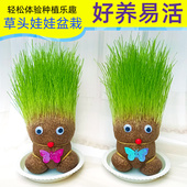 草头娃娃小盆栽长草娃娃头发办公室绿植水培幼儿园儿童种植种草