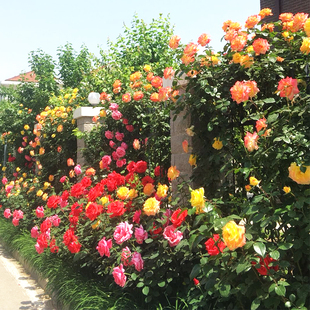 蔷薇花苗爬藤四季植物卉阳台藤本月季浓香庭院爬墙植物玫瑰花盆栽