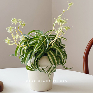 亲爱的绿植 卷叶吊兰盆栽桌面室内好养四季常青花卉净化空气植物
