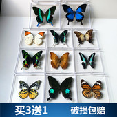 真蝴蝶标本摆件已展翅蜻蜓昆虫标本真虫学生创意生日礼物透明盒装
