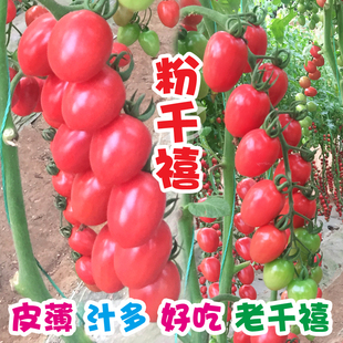 圣女果种籽苗秧千禧小番茄种孑四季樱桃番茄种子超甜阳台庭院盆栽