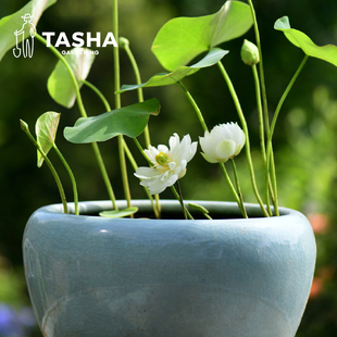 塔莎的花园碗莲水培养植物莲花苗迷你微小型四季开花室内专用泥土