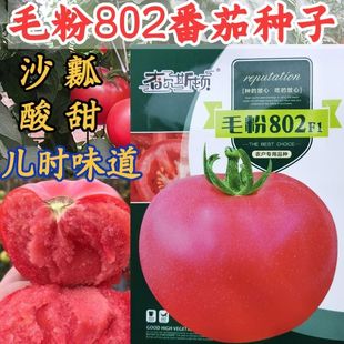 毛粉802番茄种子 沙瓤酸甜口感型番茄西红柿种子非转基因番茄种籽