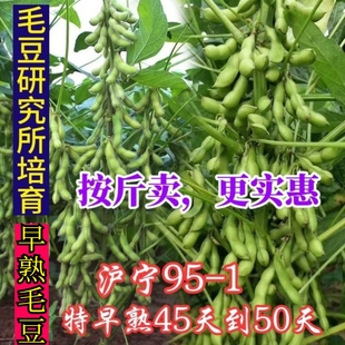特早熟毛豆种子95-1毛豆种籽50天成熟高产鲜食青豆黄豆毛豆种子籽