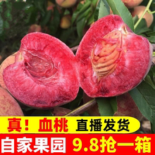 孕妇水果毛脆桃整箱摘水蜜红心桃子 包邮 朱砂红血桃5斤10新鲜应季