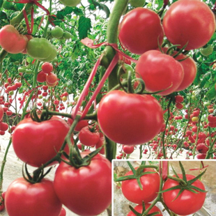 普罗旺斯番茄种子苗大粉果水果西红柿秧苗种籽春季四季蔬菜孑菜苗