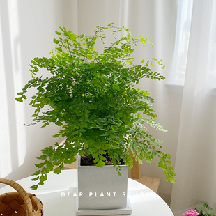 亲爱的绿植 铁线蕨客厅室内趣味盆栽吸甲醛净化空气观叶耐阴植物