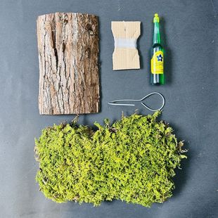 上板套装(不含植物)鹿角蕨类鲜活植物石斛板子板植优质杉木板挂板