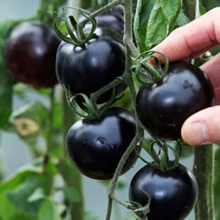 黑珍珠番茄种子 室内阳台 庭院露地种植 番茄种子