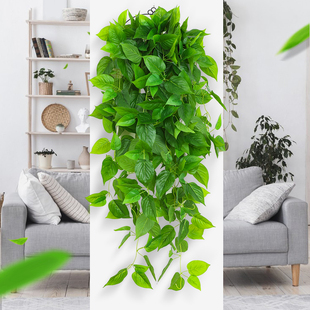 仿真植物壁挂假花藤条藤蔓绿植墙面客厅室内绿萝吊兰装饰挂墙吊篮