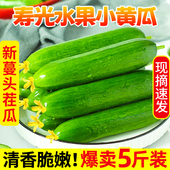 无刺小黄瓜现摘 包邮 寿光蔬菜水果黄瓜生吃脆新鲜5斤青瓜荷兰当季