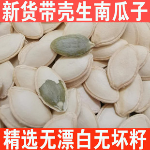 2023年内蒙古生南瓜子当季新货生的5斤原味带壳精选大中粒白瓜籽