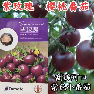 紫玫瑰樱桃番茄种子紫色小番茄西红柿圣女果阳台盆栽蔬菜种子籽孑