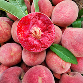 毛桃整箱脆桃应季 水蜜桃子 桃子5斤新鲜水果现摘现发红心血桃当季