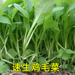 鸡毛菜种子种籽四季小白菜青菜油菜上海青蔬菜菜籽孑