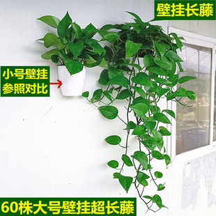 壁挂大叶长藤绿萝盆栽室内办公室挂墙植物吸甲醛水培绿植花卉吊兰