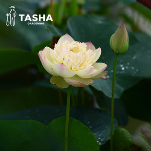 塔莎的花园睡莲水培植物四季室内花卉莲花种孑荷花黑美人水生块根