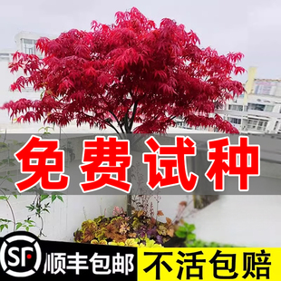 日本四季红枫树苗红舞姬室外耐寒枫叶盆景盆栽庭院绿化风景树植物