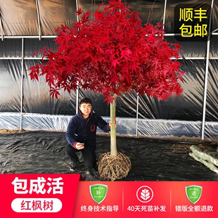 日本红枫树苗四季红舞姬室外耐寒植物盆栽庭院地栽绿化盆景风景树