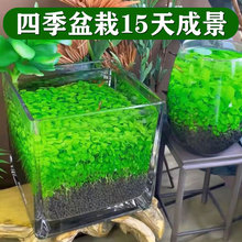 饰草缸鱼缸造景 水草种子生态玻璃瓶真植物种籽盆栽套餐水培绿植装