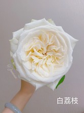 A级白荔枝单头玫瑰 有香味 优选 醒花 带包装