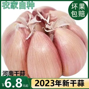 河南农家干大蒜5斤大蒜头干蒜新鲜大蒜紫皮种子可栽种9斤1斤