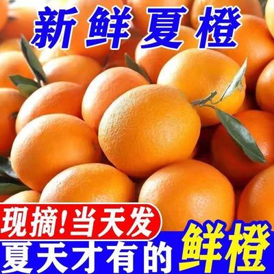 新鲜夏橙应季水果甜橙子手剥橙子1斤-10斤商用整箱批发