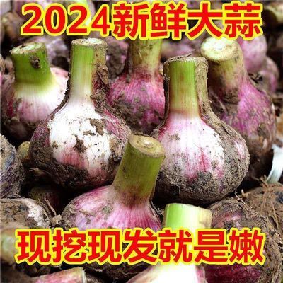 2024年河南鲜蒜 10斤现挖新鲜大蒜头紫皮湿大蒜新蒜腌糖蒜当季
