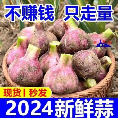 【新鲜现挖】2024年杞县新鲜红皮鲜蒜紫皮大蒜头腌制糖蒜醋蒜湿蒜