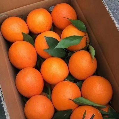 【爆甜】高山果冻夏橙现摘新鲜橙子当季水果手剥甜橙应季脐橙批发