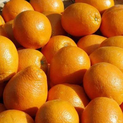 当即新鲜橙子整箱水果批发橙子