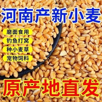 【高质量】猫草种子麦芽糖干麦子带皮小麦粒食用磨面小麦种子钓鱼