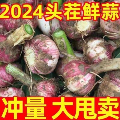 鲜蒜大蒜批发价2024年现挖紫皮鲜蒜新鲜农家大蒜头红皮鲜蒜腊八蒜