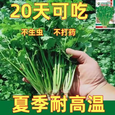 【免破壳】耐热四季速生香菜种子三天出大叶芫荽种籽农家阳台盆栽