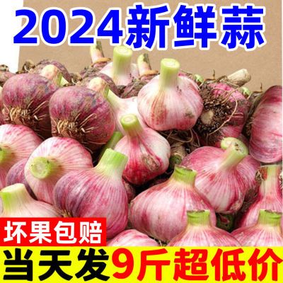 【现挖】2024新蒜湿蒜新鲜蒜多瓣蒜泡蒜可腌糖蒜9斤5斤0.1斤