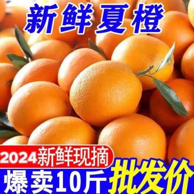 【爆甜】新鲜夏橙现摘橙子当季水果手剥橙无籽小甜橙脐橙整箱批发