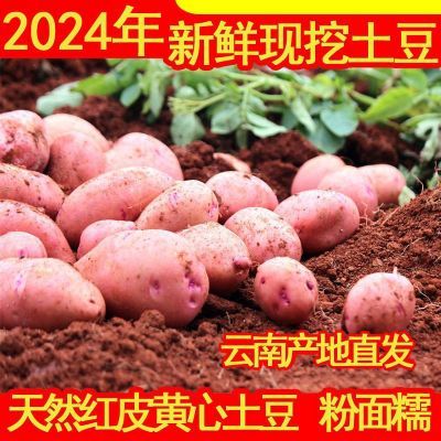 2024年云南高原新鲜现挖红皮黄心土豆5斤10斤洋芋马铃薯老品种