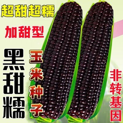 黑甜糯玉米种子超甜超糯黑玉米有机非转基因黑糯玉米种子高产大棒