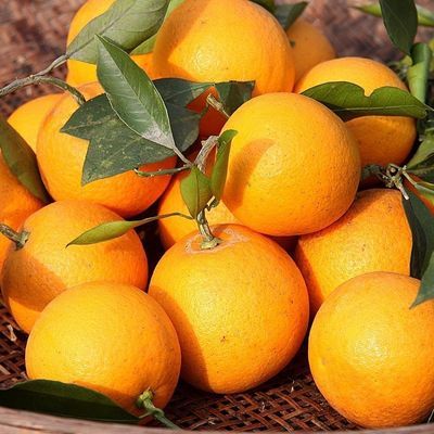 【现货速发】高山脐橙子新鲜应季水果超甜整箱批发薄皮非赣南脐橙