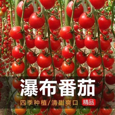 瀑布番茄种子千禧樱桃西红柿阳台圣女种籽四季盆栽蔬菜蔬菜种子